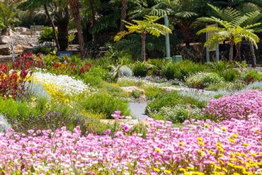 mt annan botanical gardens