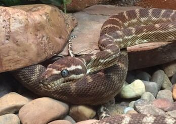 naturaliste reptile park