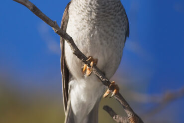 noisy miner bird