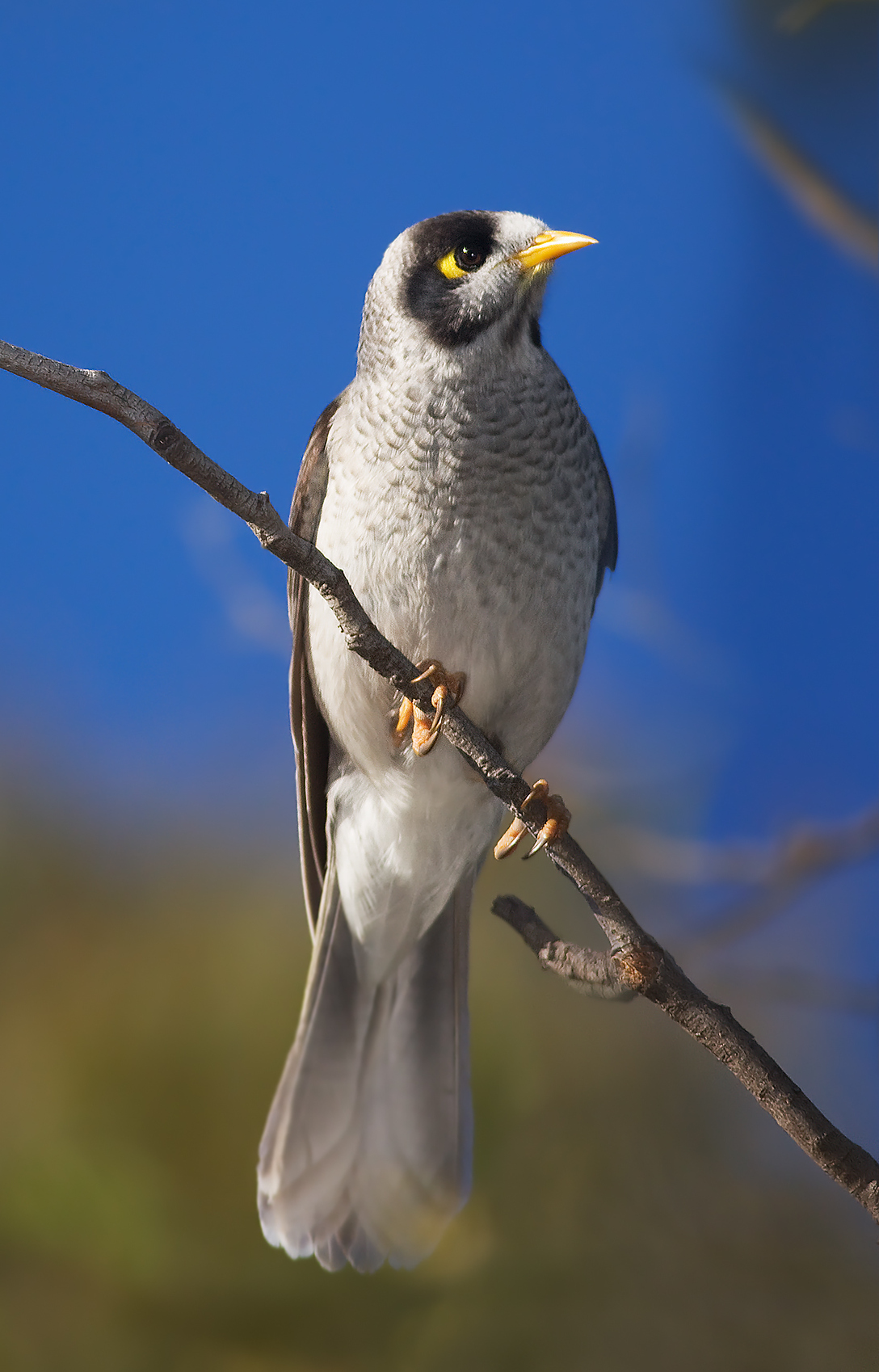 noisy miner bird