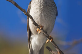 noisy myna bird