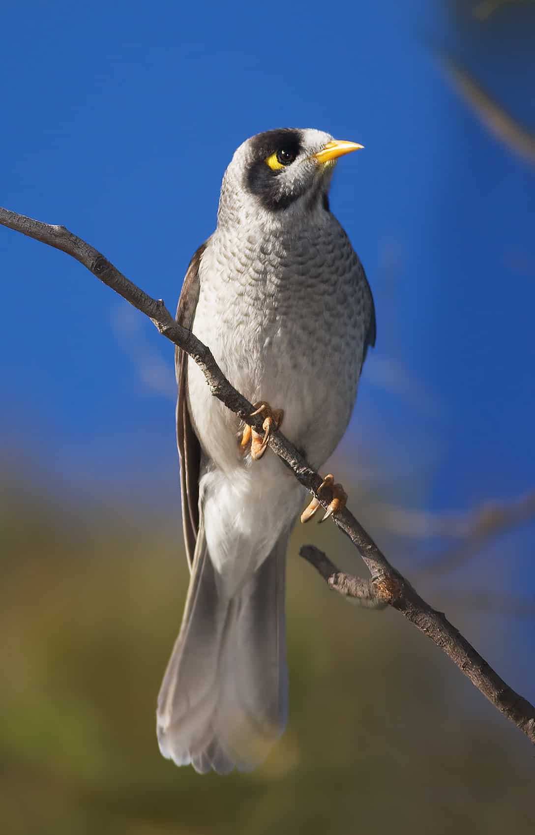 noisy myna bird