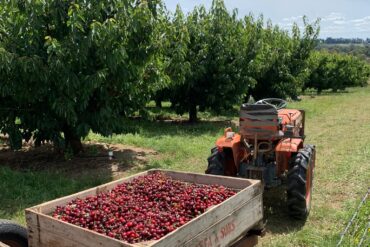 nsw cherry picking