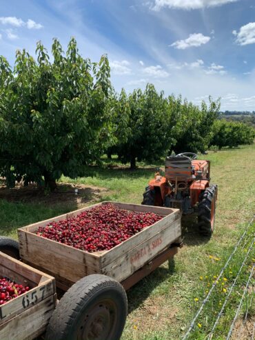 nsw cherry picking