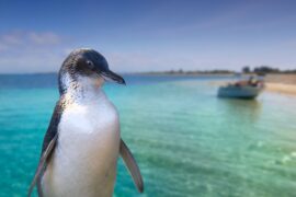 penguin island western australia