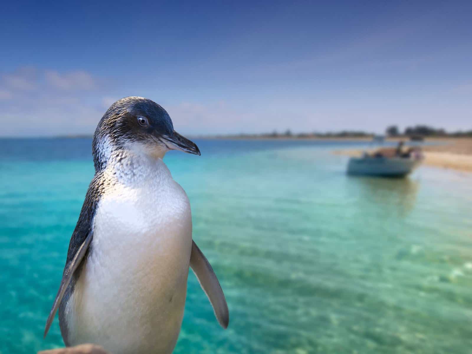 penguin island western australia