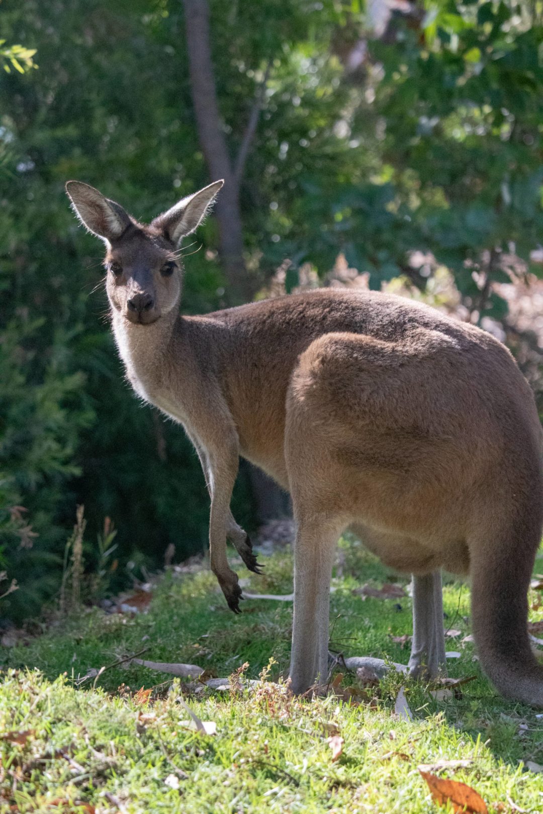 perth kangaroos