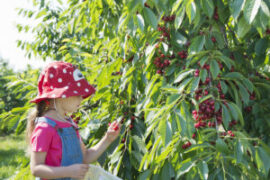 pick cherries