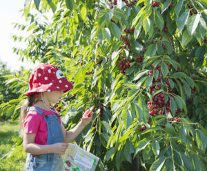 pick cherries