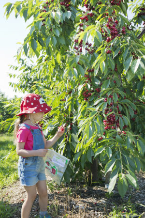 pick cherries