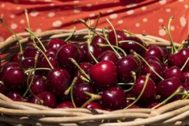 pick your own cherries nsw