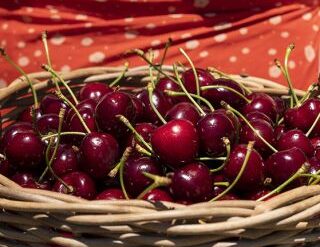 pick your own cherries nsw