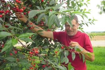 picking cherries