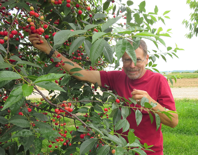 picking cherries