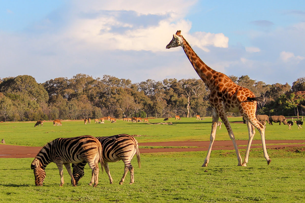 royal melbourne zoo