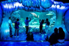 sea life sydney aquarium