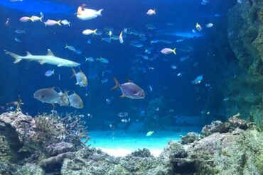 sydney life aquarium