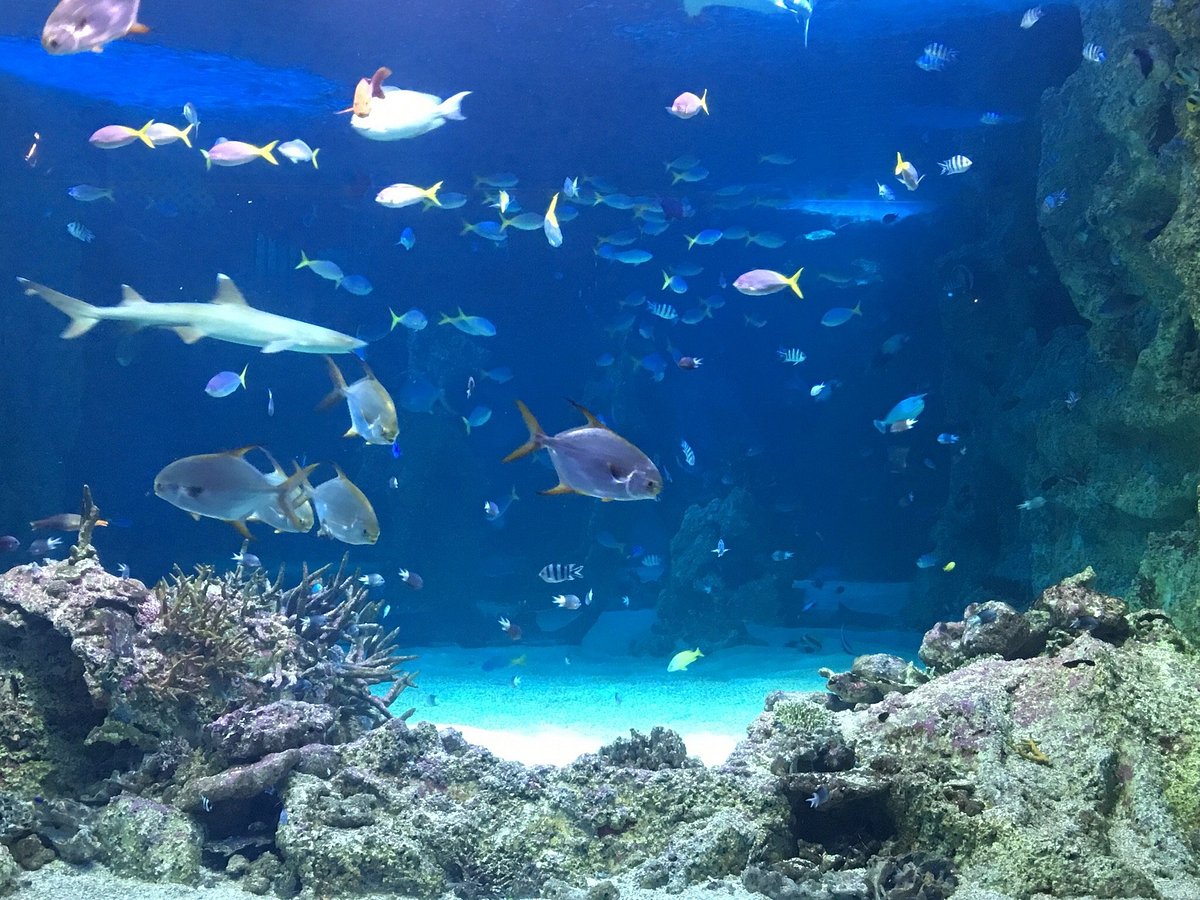 sydney life aquarium