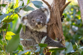 sydney wildlife