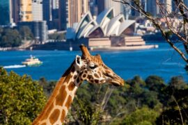 taronga zoo entry