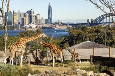 taronga zoo sydney