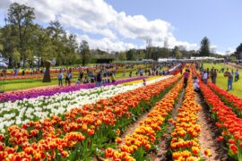 tesselaar tulip festival