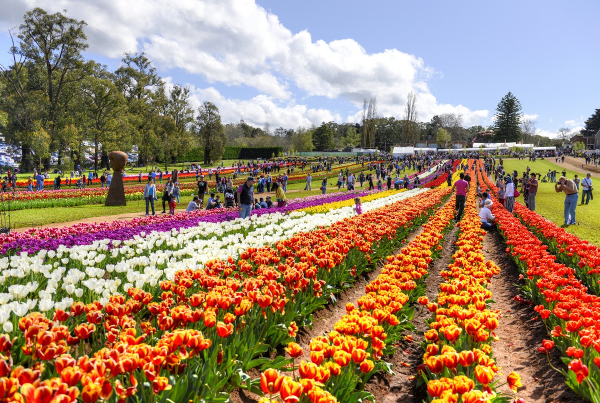 tesselaar tulip festival