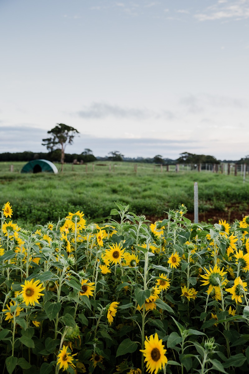 the farm byron