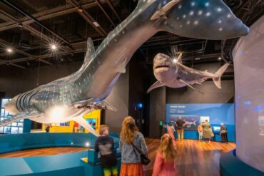 things to do in sydney for toddlers