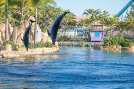 things to do on the gold coast of australia