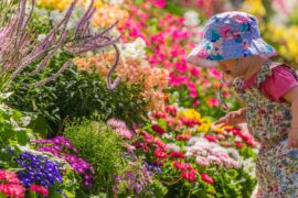 toowoomba flower festival