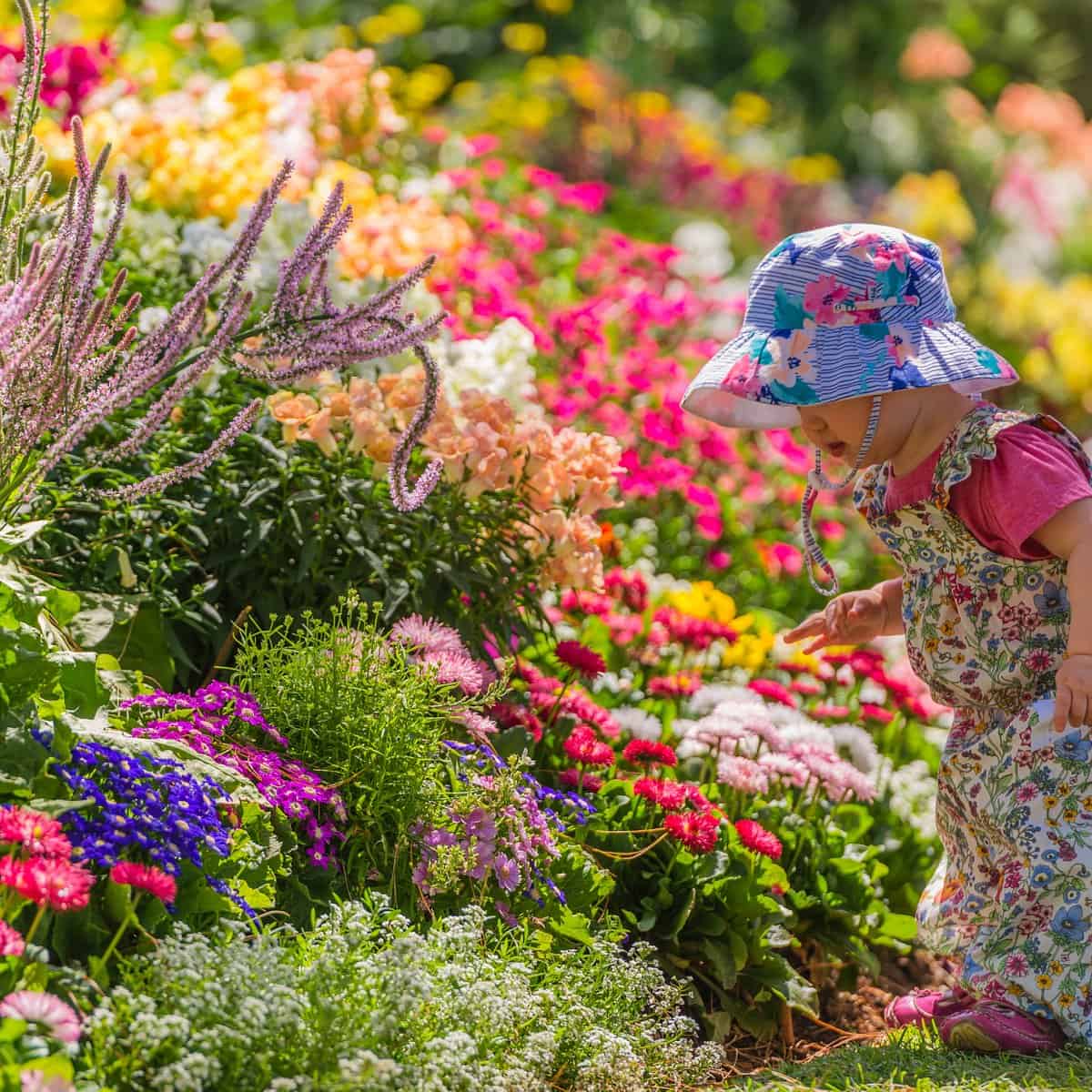 toowoomba flower festival