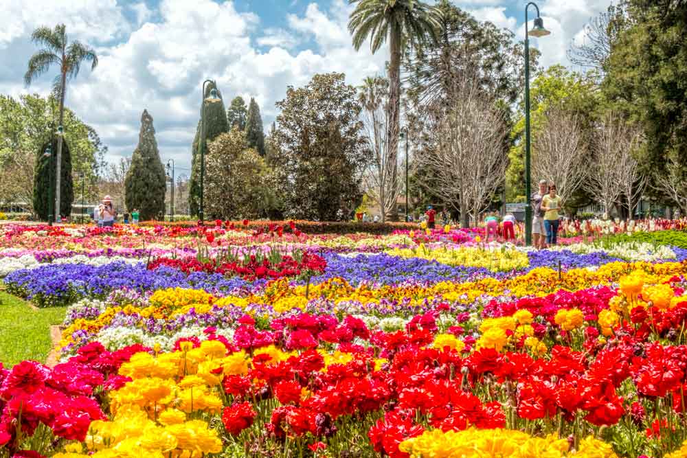 toowoomba flowers festival