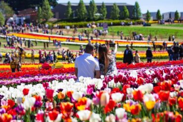 tulip festival vic