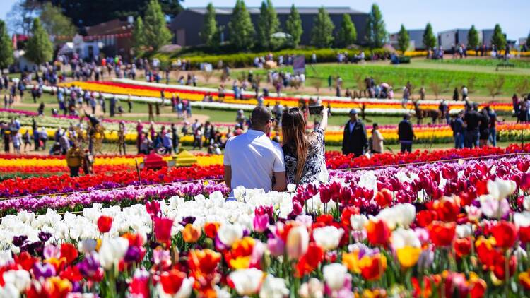 tulip festival vic