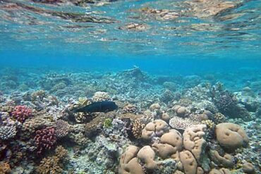 vanuatu mystery island