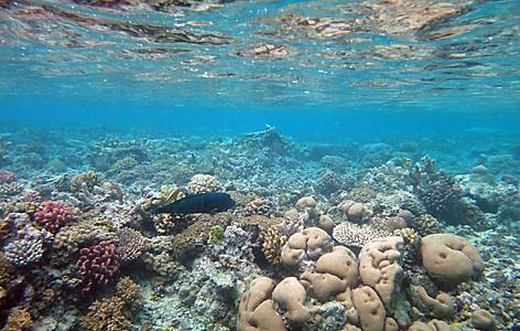 vanuatu mystery island