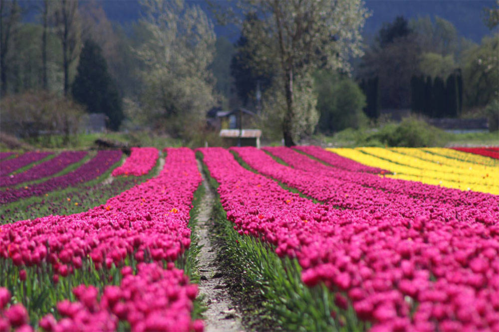 victoria tulip festival