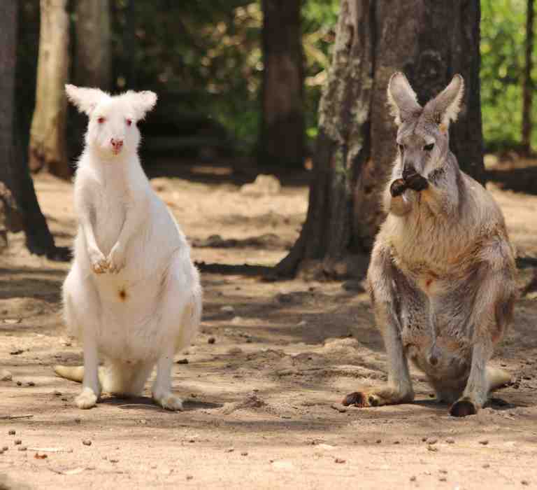 wallaroo