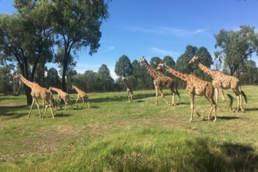 western plains zoo dubbo