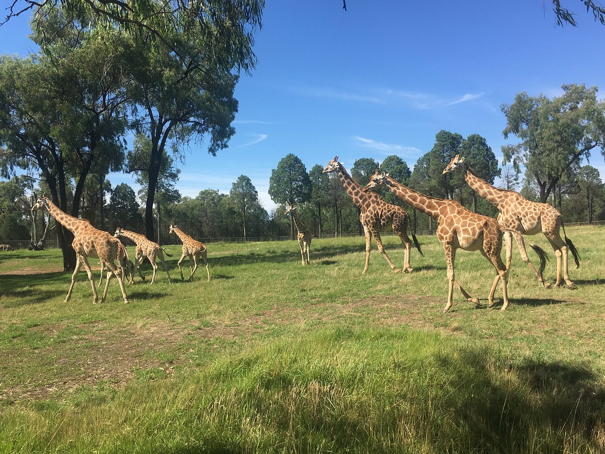 western plains zoo dubbo