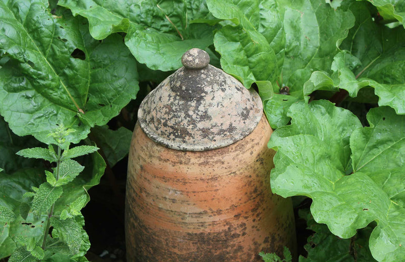 what to do with a glut of rhubarb