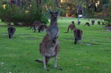 where to see kangaroos in perth