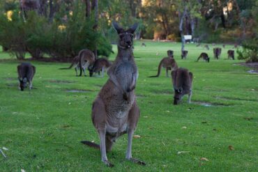 where to see kangaroos in perth