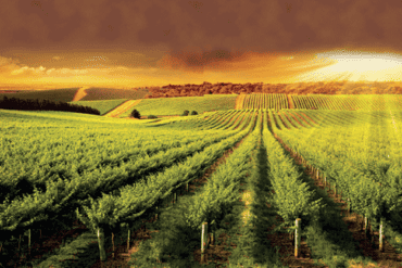 wineries in adelaide hills