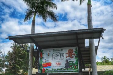 yandina ginger factory