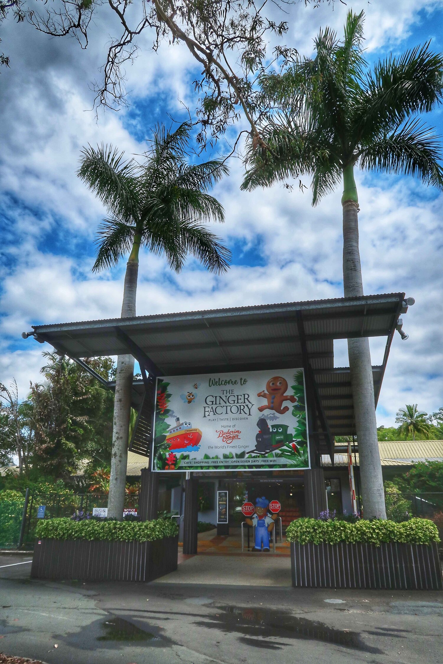 yandina ginger factory