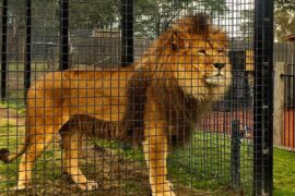 zoo hunter valley