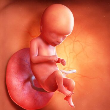 16 week fetus