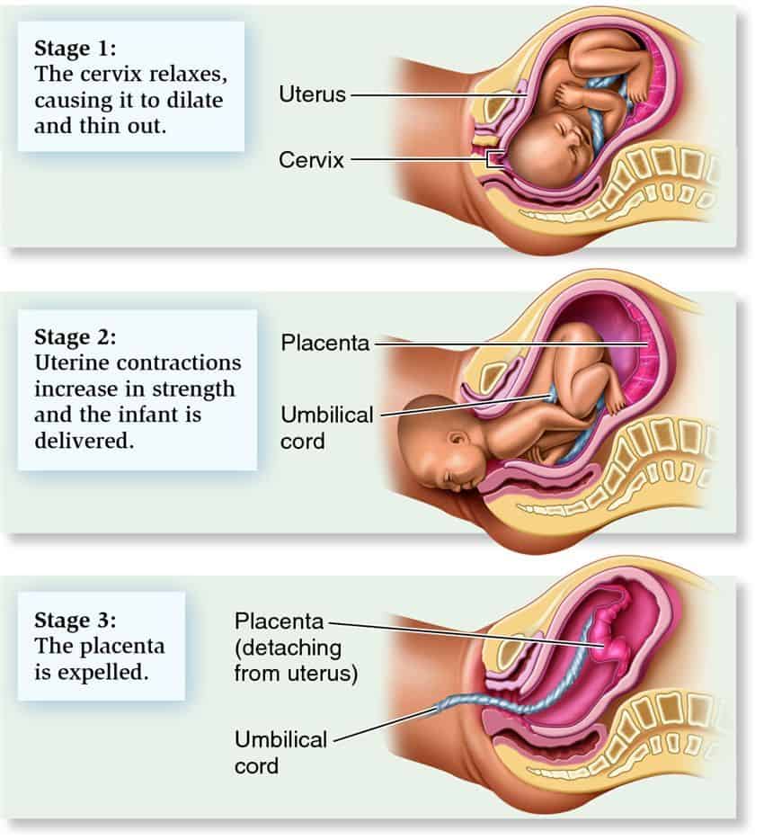 3 stages of labour